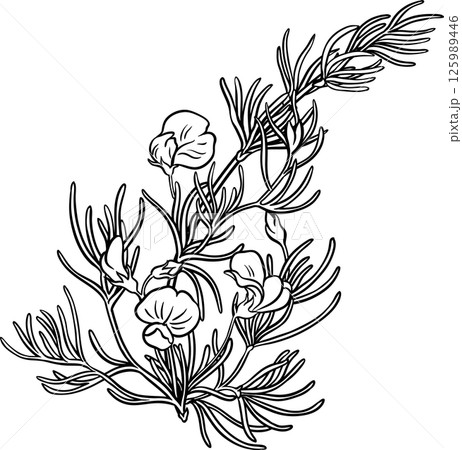 Rooibos Branch with Flowers and Leaves Outline Illustration. 125989446