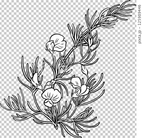 Rooibos Branch with Flowers and Leaves Outline Illustration. 125989446