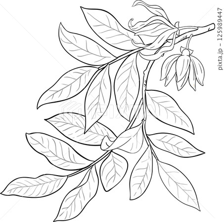 Ylang Ylang Branch with Flowers and Leaves Outline Illustration. Essential oil ingredient for cosmetics, spa, aromatherapy, health care, alternative medicine.  125989447