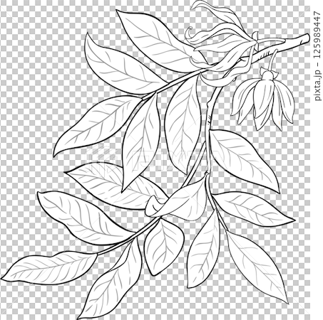 Ylang Ylang Branch with Flowers and Leaves Outline Illustration. Essential oil ingredient for cosmetics, spa, aromatherapy, health care, alternative medicine.  125989447