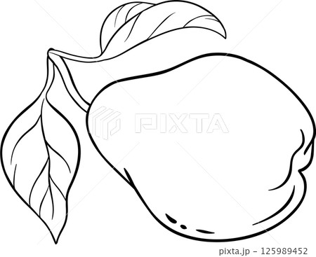 Pear Fruit  Outline  Illustration. 125989452