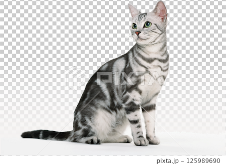 どこかを見つめる猫　アメリカンショートヘアー 125989690