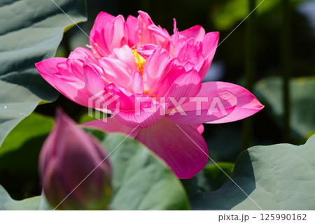 鮮やかなピンク色に包まれた大輪の蓮花－弐 125990162