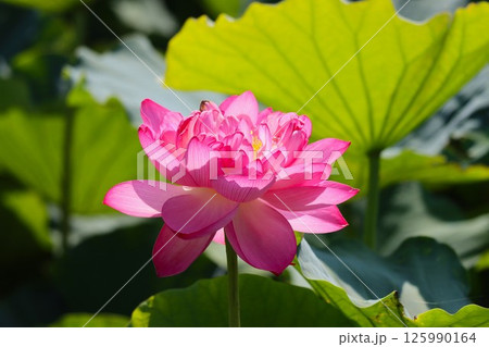 鮮やかなピンク色に包まれた大輪の蓮花ー四 鮮やかなピンク色に包まれた大輪の蓮花ー四 125990164