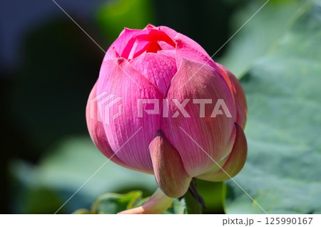 蓮の花もうすぐ咲きます 125990167