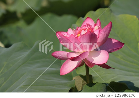 鮮やかなピンク色に包まれた大輪の蓮花ー八 125990170