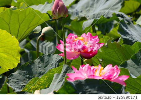 鮮やかなピンク色に包まれた大輪の蓮花ー九 鮮やかなピンク色に包まれた大輪の蓮花ー九 125990171