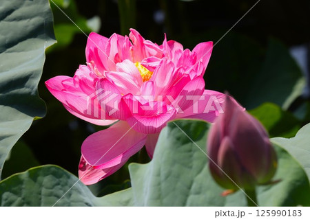 鮮やかなピンク色に包まれた大輪の蓮花ー壱 鮮やかなピンク色に包まれた大輪の蓮花ー壱 125990183
