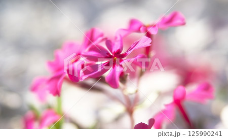 陽射しに輝くピンク色の芝桜 陽射しに輝くピンク色の芝桜 125990241