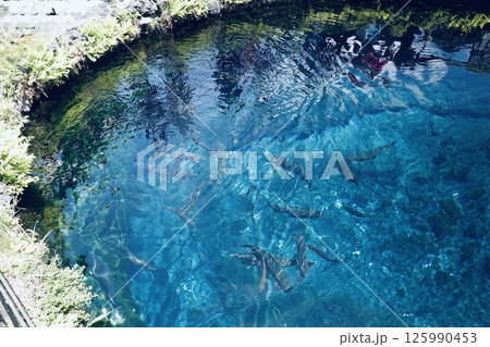 忍野八海の湧水池 125990453