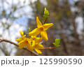 綺麗に咲いたレンギョウの花 125990590