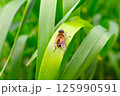 草の上で休むハナアブの仲間 125990591