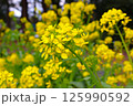 開花したアブラナ 菜の花 125990592
