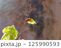 芽吹いたブナの新芽 125990593