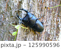 クヌギの木の幹を歩く大きなオオクワガタ 125990596