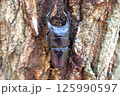 樹液を吸う大きなオオクワガタ 125990597