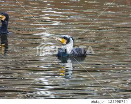 池で泳ぐ繁殖羽のカワウ 125990754