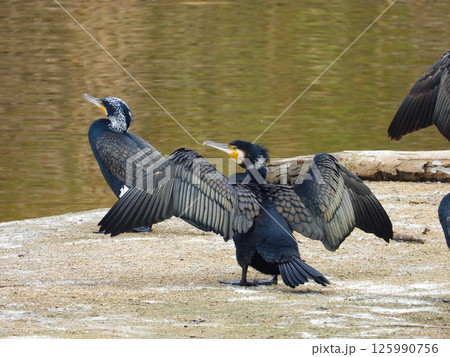 水辺で羽を乾かすカワウ 水辺で羽を乾かすカワウ 125990756
