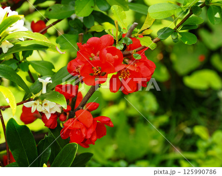 ボケの花のある風景 125990786