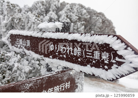 道標の周囲に形成されたエビノシッポ（三峰山・八丁平） 125990859