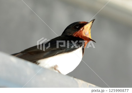 ツバメの子 125990877