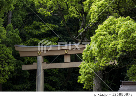 初夏の新緑と明治神宮の鳥居 初夏の新緑と明治神宮の鳥居 125990975