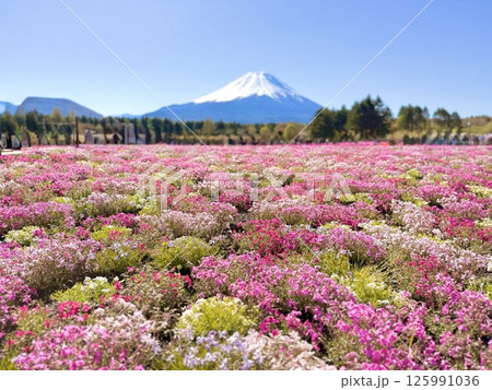 富士山とカラフルな芝桜 125991036