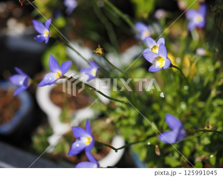 春の日差しに照らされた、庭に咲くナソウの花と花の上の水滴 春の日差しに照らされた、庭に咲くナソウの花と花の上の水滴 125991045