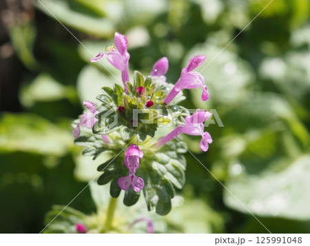 春の日差しに包まれて咲くホトケノザと花の上のアブラムシ 125991048