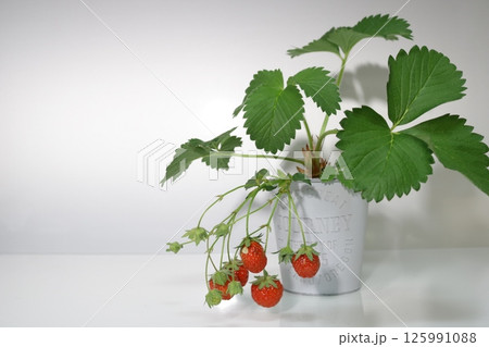 白い器に入った摘みたてイチゴ 125991088