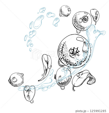Cranberry lingonberry flying in water splash with green leaves and drops, ripe forest berry bearberry teaberry wintergreen vector hand drawn in ink. Isolated illustration for cafe menu, farmers market 125991285