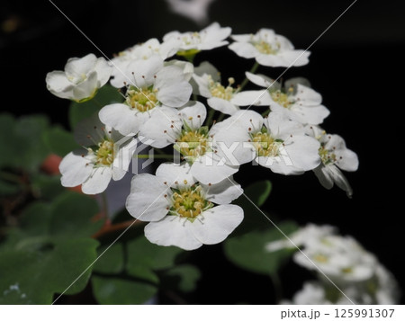 庭に咲くマルバシモツケの花(ミニ盆栽) 庭に咲くマルバシモツケの花(ミニ盆栽) 125991307