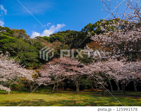 指月山と桜のある風景 125991578
