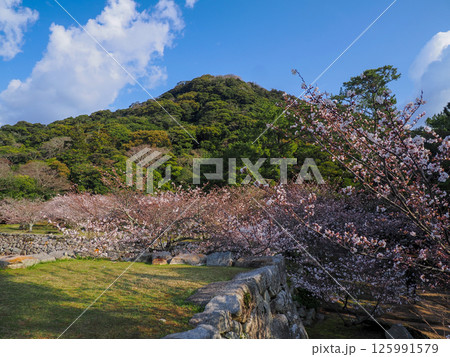 指月山と桜のある風景 125991579