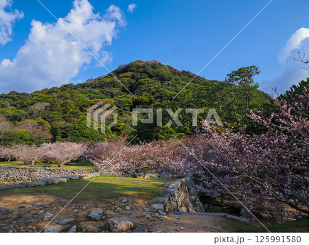 指月山と桜のある風景 125991580