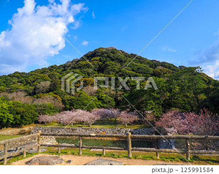 指月山と桜のある風景 125991584