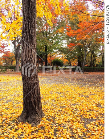 黄葉の銀杏の枯れ葉散る秋の公園風景 黄葉の銀杏の枯れ葉散る秋の公園風景 125991776