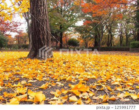 黄葉の銀杏の枯れ葉散る秋の公園風景 黄葉の銀杏の枯れ葉散る秋の公園風景 125991777