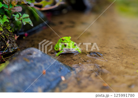 モリアオガエルの交尾 125991780
