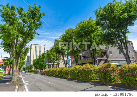 松戸市　新松戸のけやき通りと街路樹の街並み 125991786