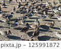 宮城県栗原市　内沼の野鳥 125991872