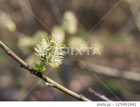 Leaves bloom on the alder tree in spring. Nature 125991942