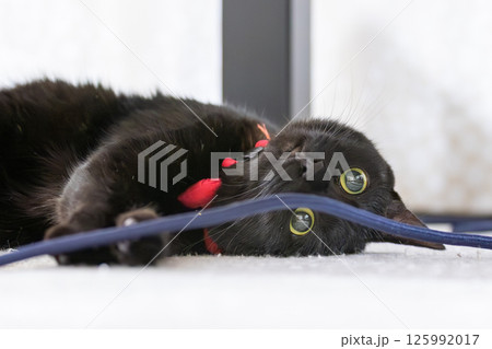 黒猫 125992017