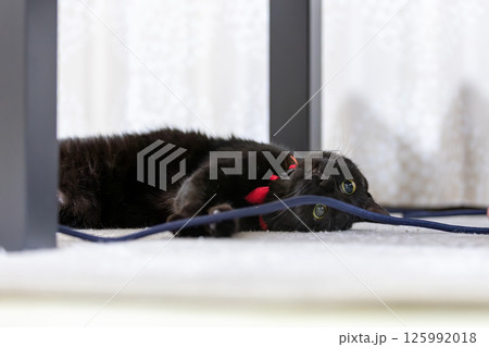 黒猫 黒猫 125992018