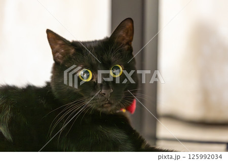 黒猫 125992034