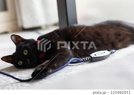 黒猫 黒猫 125992051