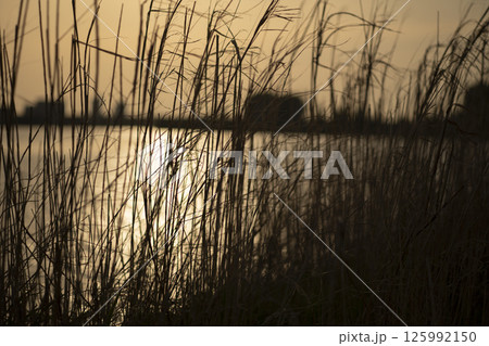 夕暮れの光と野原の草木 125992150