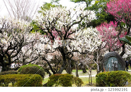 満開の梅 125992191