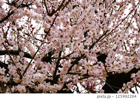 満開の梅 満開の梅 125992204