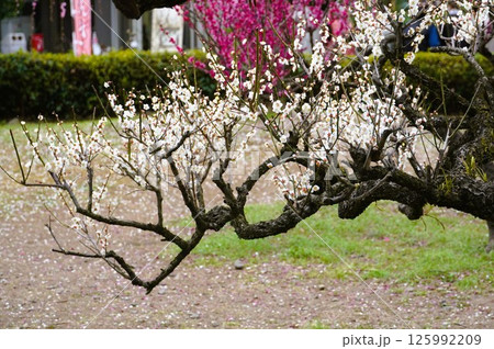 絵のような梅 絵のような梅 125992209
